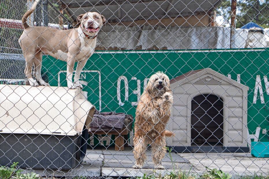 Los perros protagonizan miles de videos en las redes sociales.