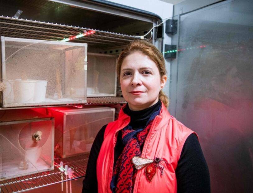 Con jugo de betabel, científicos producen sangre falsa para combatir al mosquito que transmite la malaria 