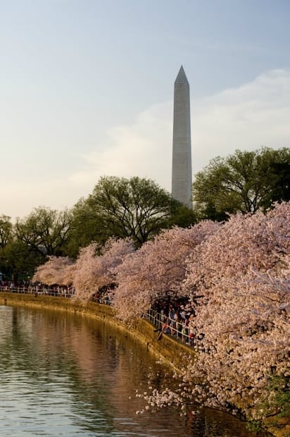 Japón se prepara para el gran fenómeno de los cerezos