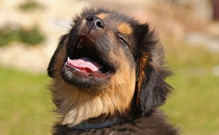 Descubre las palabras que los perros aman, según la ciencia