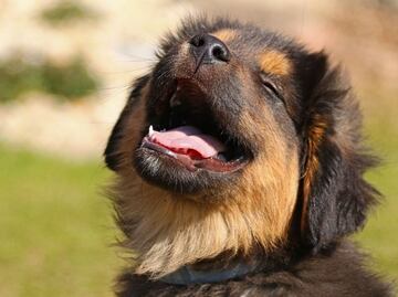 Descubre las palabras que los perros aman, según la ciencia