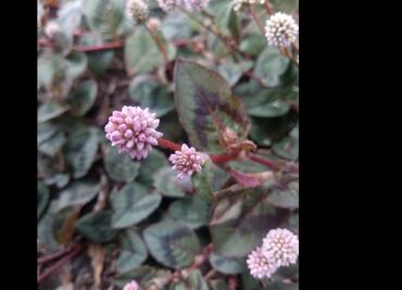 Crean el primer "Atlas de riesgo de especies invasoras" para México