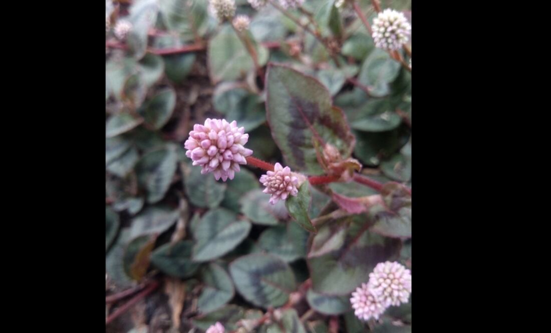 La imagen muestra la flor persicaria capitata (nudosilla) en la Ciudad de México. (FOTO: EFE)