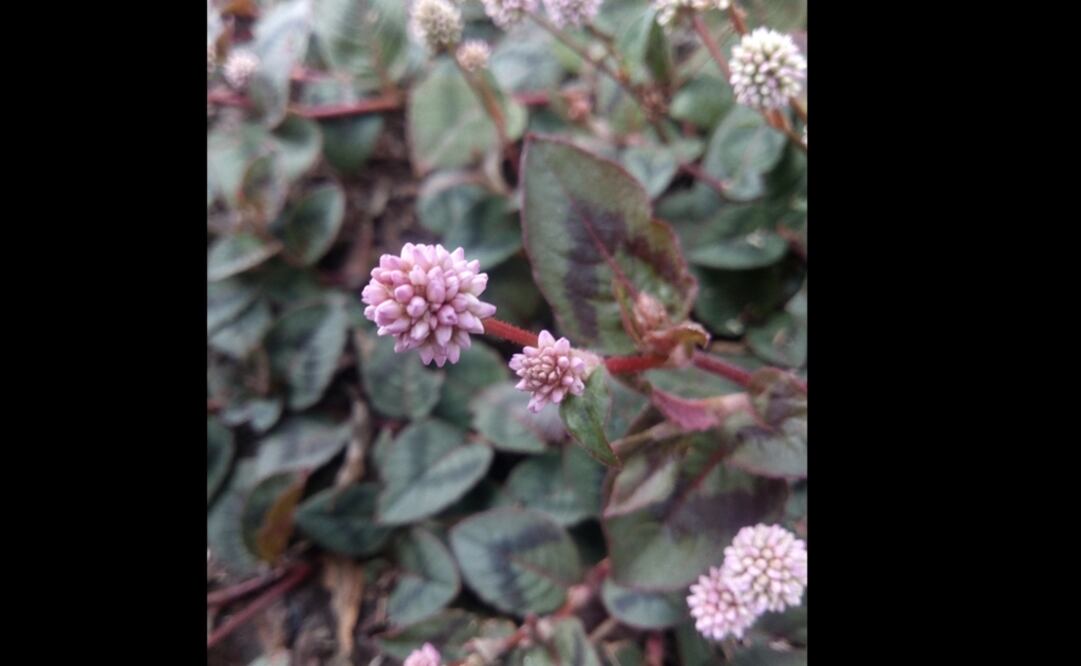 La imagen muestra la flor persicaria capitata (nudosilla) en la Ciudad de México. (FOTO: EFE)