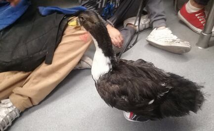 La patita va al mercado… ¿en el Metro y con tenis?