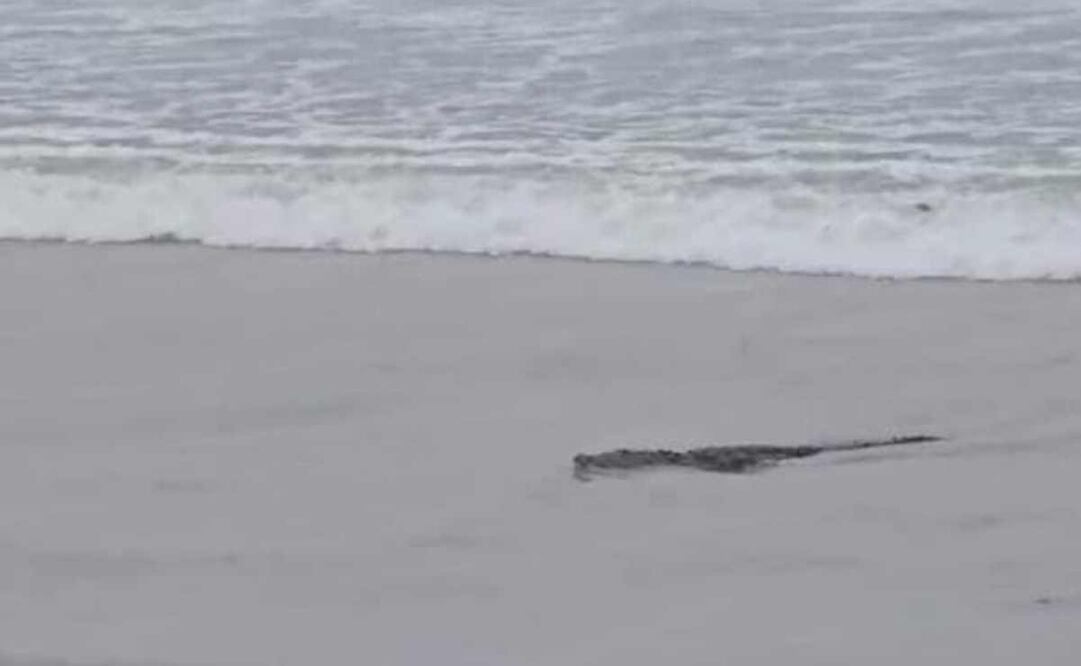 En algunas imágenes en video que circularon en las redes sociales se observó que el animal sí fue detectado en el agua, y con el uso de redes varios elementos intentaron atraparlo, pero al final se les escapó. Foto: Especial