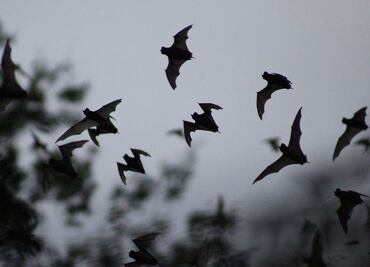Murciélagos custodian biblioteca de "bibliófagos"