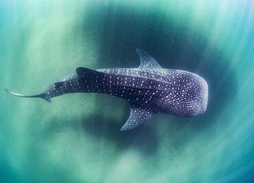 Tiburón ballena: nada con el pez más grande del mundo en La Paz