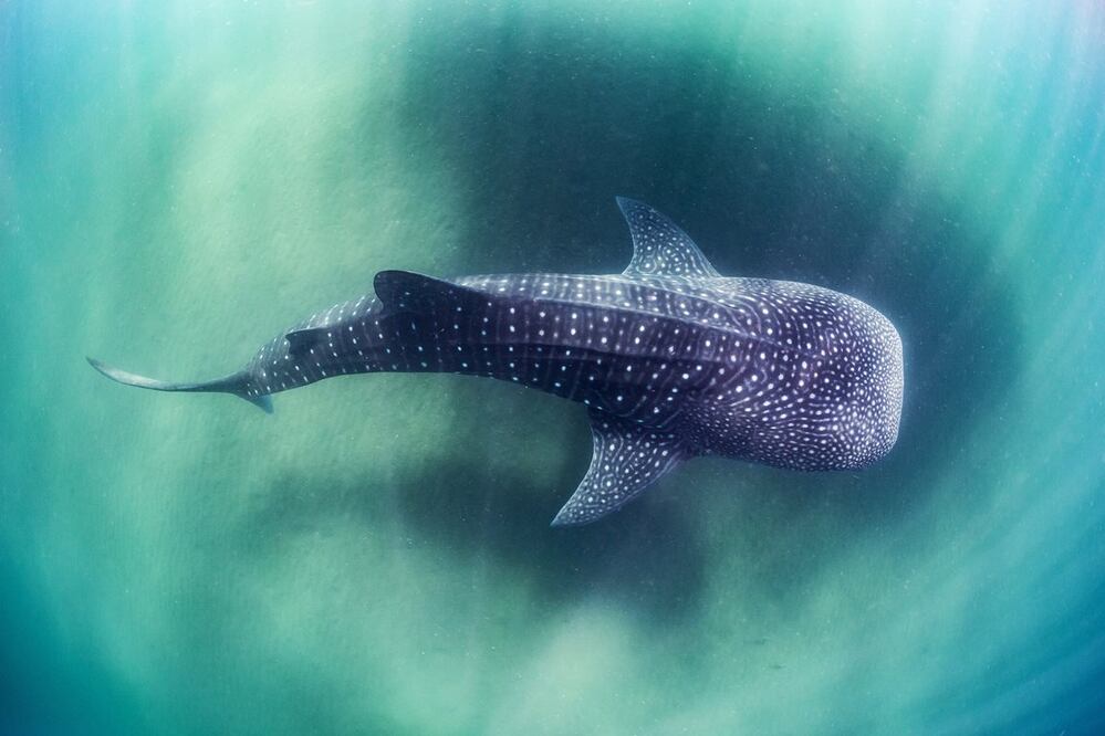 La temporada es de octubre a abril. Foto: Carlos Aguilera. WWF México