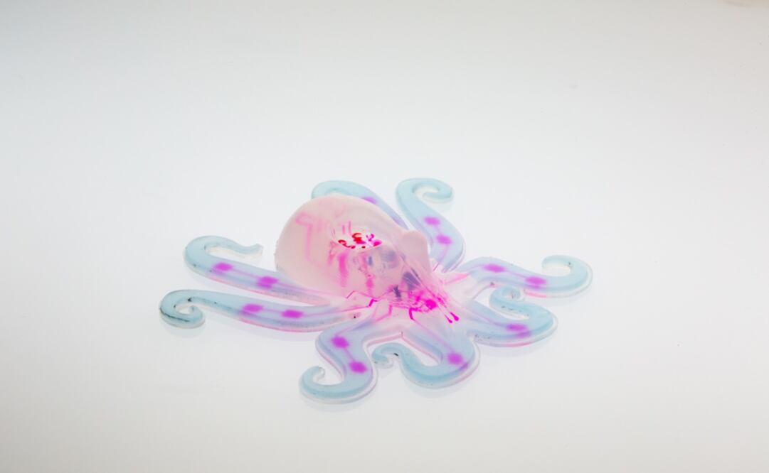 Los pulpos han servido de inspiración durante mucho tiempo por su capacidad de realizar acciones de fuerza y destreza sin contar con un esqueleto interno. (FOTOS: AP)