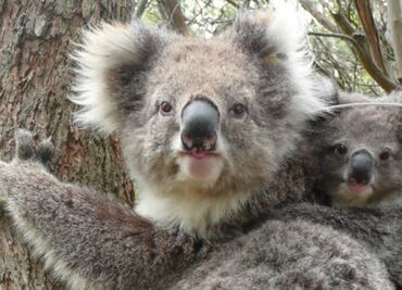 Científicos descifran el genoma completo del koala