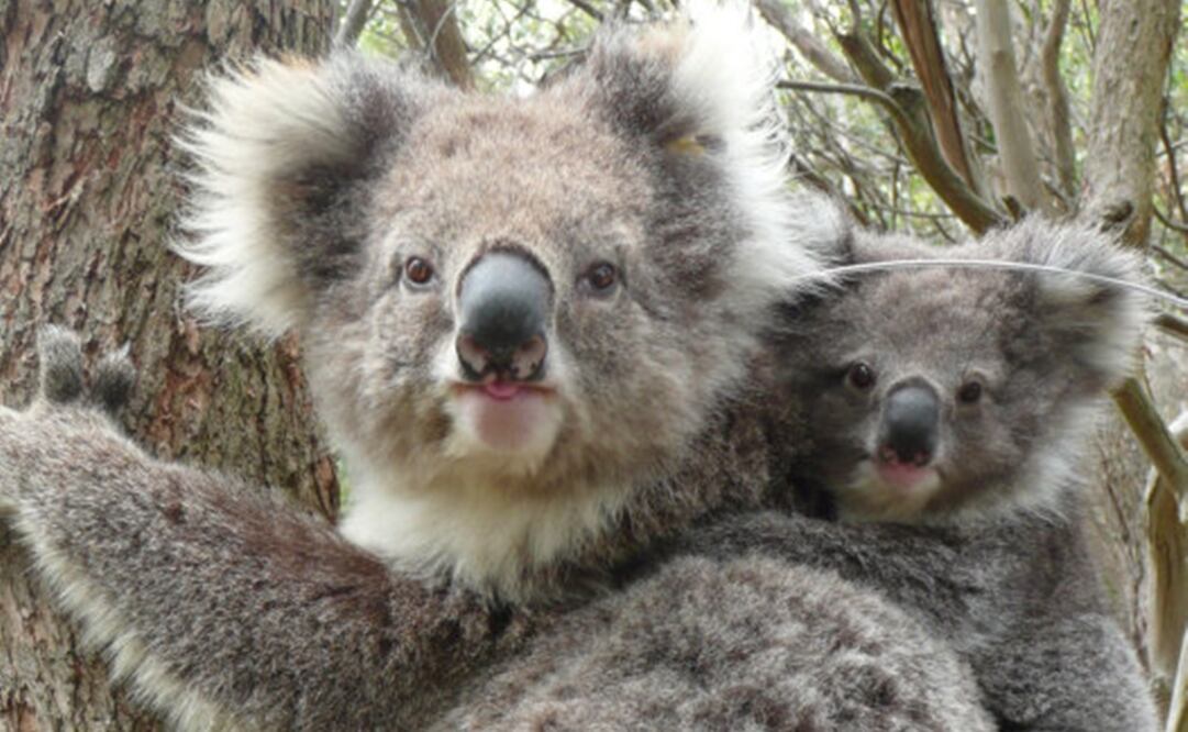La población de koalas ha disminuido considerablemente en el norte de Australia. Foto: Australian Museum / Stuart Humphreys 