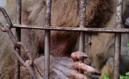 Profepa rescata 20 animales abandonados en Mérida