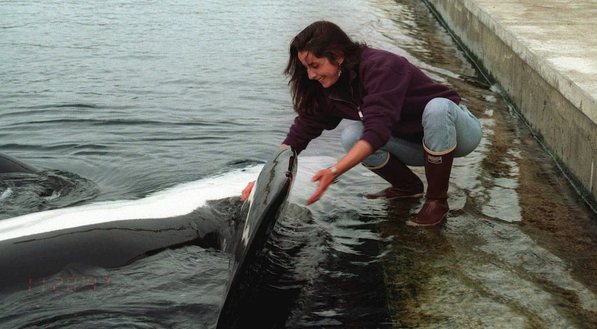 Keiko interactúa con Karla Corral, su antigua entrenadora mexicana, durante una visita el jueves 20 de noviembre de 1997.
Foto: William LaMarche, Oregon Coast Aquarium