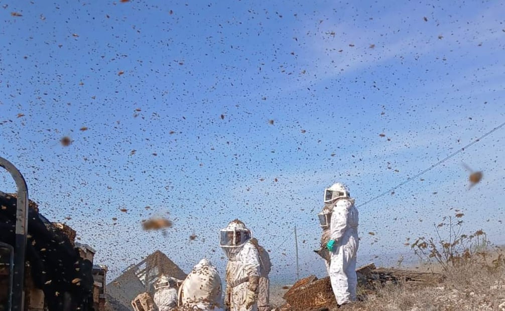 La unidad transportaba alrededor de 150 colmenas.
Foto: Especial.