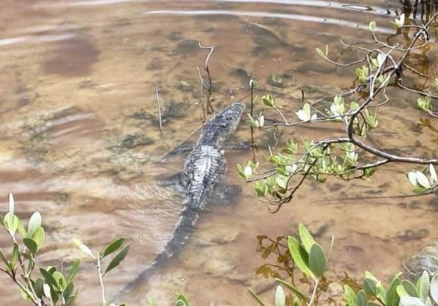 Posteriormente, el cocodrilo fue liberado en la ciénaga. Foto: Especial