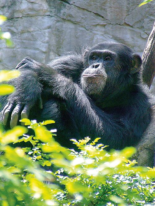 El chimpancé Lío habitó el Zoológico del Chapultepec hasta que falleció la semana pasada ante la mirada de una vistante que grabó su agonía (ARCHIVO EL UNIVERSAL)