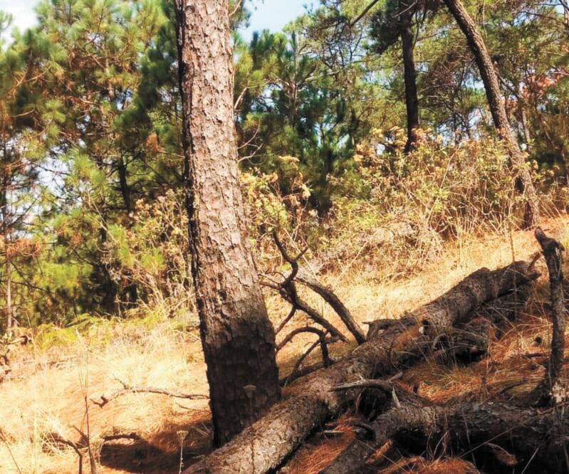 Entre los delitos que se busca combatir está la tala de árboles. Archivo EL UNIVERSAL