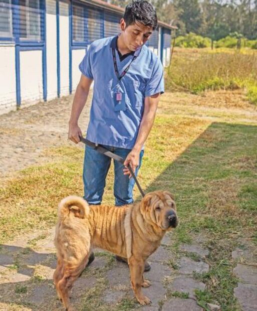 Mascotas maltratadas tienen otra oportunidad gracias a albergue