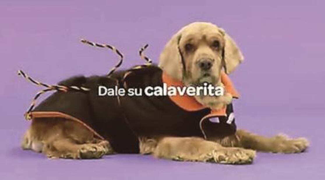 El Foco. Funcionario de "reven" en Aca, "tenemos con queso las enchiladas"