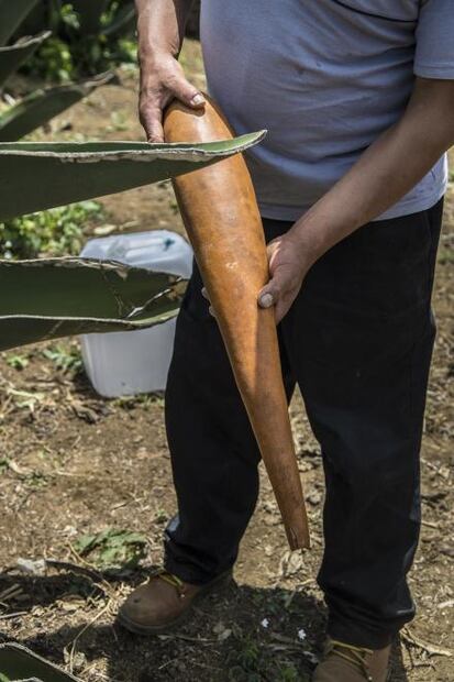 ¿Desaparece la tradición del pulque en Milpa Alta?