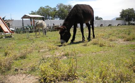 Violan a burra en Marruecos y contraen rabia