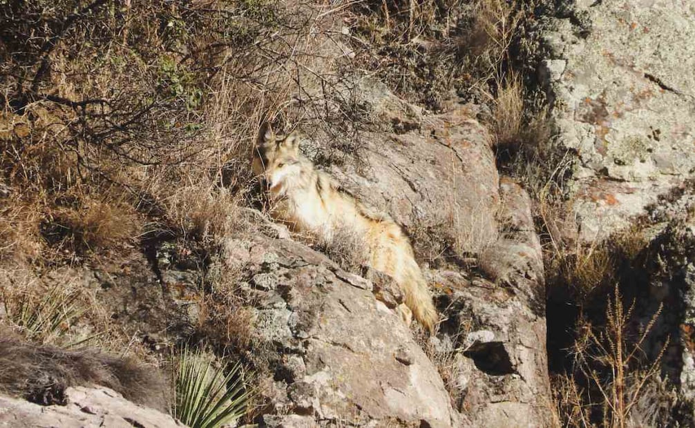 Tres ejemplares de lobo mexicano fueron liberados en el municipio de Casas Grandes, Chihuahua. Foto: Profepa