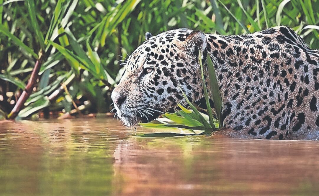 Las medidas impuestas por la Semarnat buscan proteger a especies como el jaguar, ocelote, tapir, yaguarundí y pecarí de labios blancos, comunes en la región. ARCHIVO EL UNIVERSAL