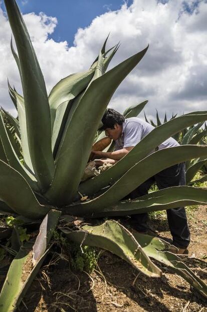 ¿Desaparece la tradición del pulque en Milpa Alta?
