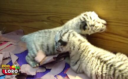 Nacen 5 felinos en peligro de extinción en zoo de Puebla