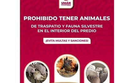 Prohíben tener gallinas, cerdos, ovejas y otros animales en viviendas de Umán, Yucatán; medida afecta a cientos de familias
