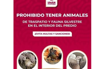 Prohíben tener gallinas, cerdos, ovejas y otros animales en viviendas de Umán, Yucatán; medida afecta a cientos de familias