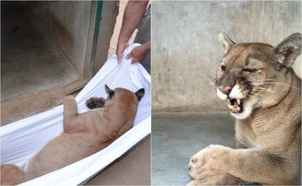 Trasladan a ejemplar de puma a zoológico de Ensenada