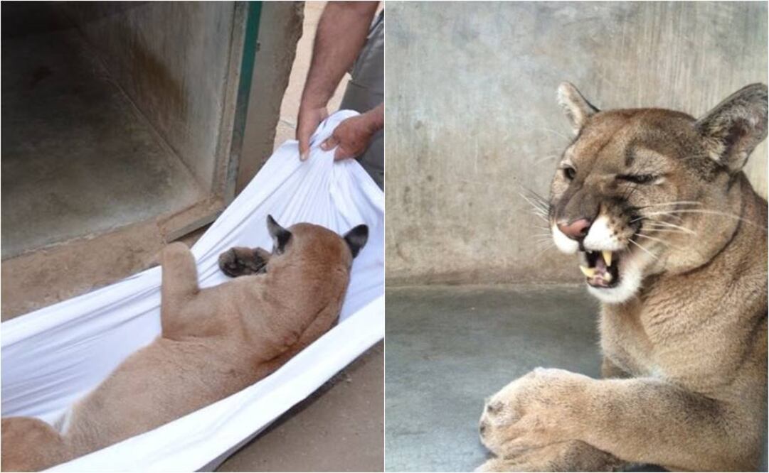El traslado se realizó vía aérea de La Paz a Tijuana para, posteriormente, vía terrestre llegar al Valle de Guadalupe (Foto: Cortesía)