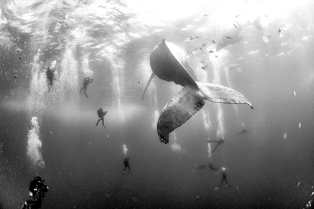 El también mexicano Anuar Patjane fue segundo puesto en Naturaleza por “Ballenas que susurran” (ANUAR PATJANE)