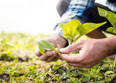 Tláhuac dará apoyos económicos a productores agrícolas afectados por lluvias torrenciales; estos son los requisitos
