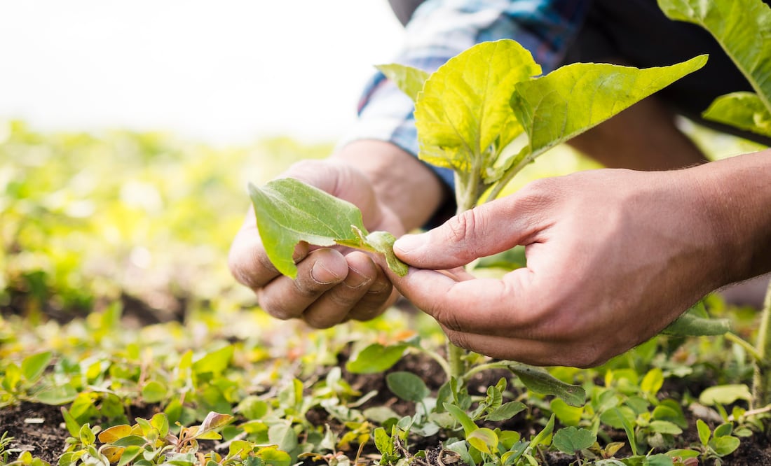 Apoyo económico a agricultores. Foto: Especial