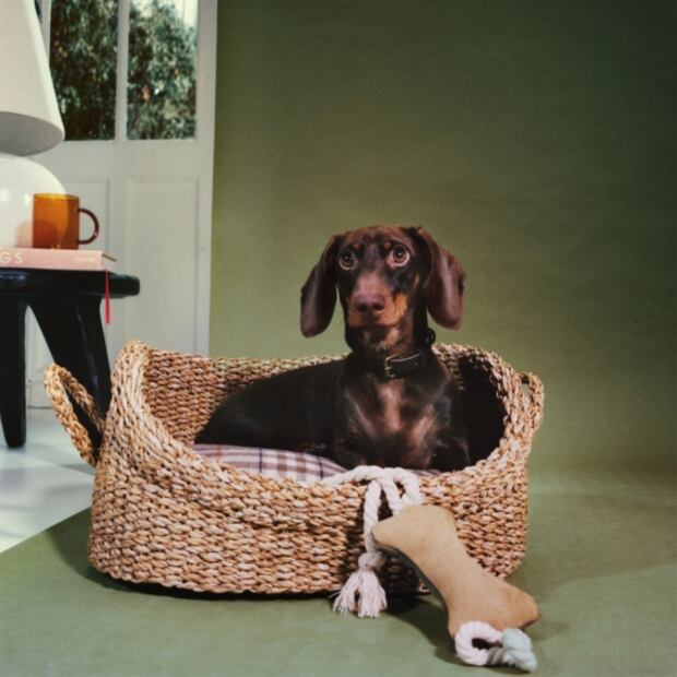 Lanzan la colección de ropa más fashion para perro