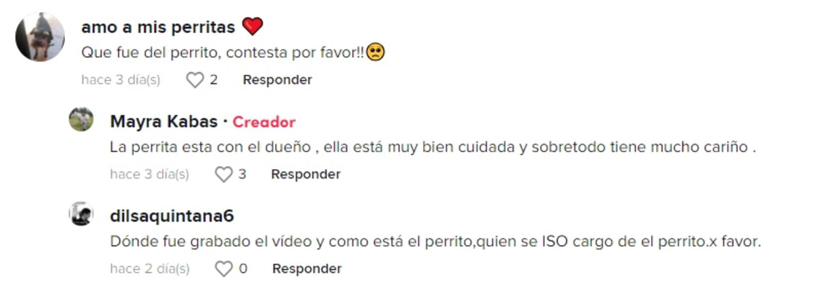 Perrita comentarios en TikTok