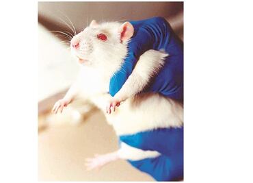 Nanopartículas inyectadas logran que ratas ciegas recuperen la vista