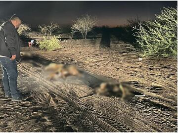 Hallan 18 perros envenenados en Comondú, Baja California Sur; alcalde hace llamado para cuidar a las mascotas