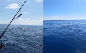 Recuperan torpedo inerte frente a costas del balneario de Ensenada, BC; fue hallado a la deriva por pescadores 