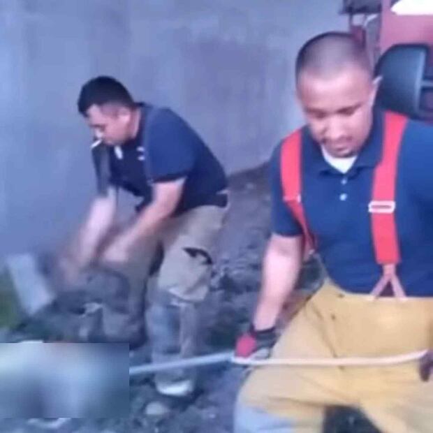 Presuntos bomberos matan a perros a hachazos Foto: Especial