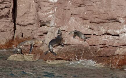 Liberan a 3 lobos marinos en jornada de desenmalle en BCS