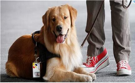 Perro se convierte en asistente de banco 