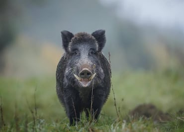 Jabalí hiere a 6 personas al irrumpir en una obra de construcción en Hong Kong