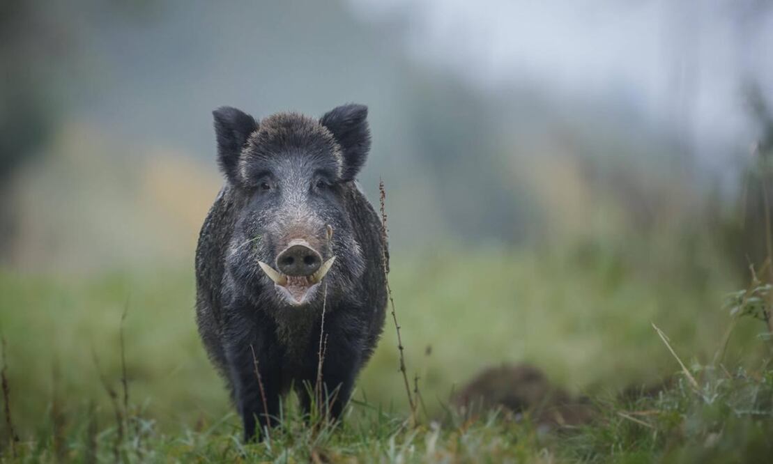 Jabalí mató al cazador que le había disparado. FOTO: iStock