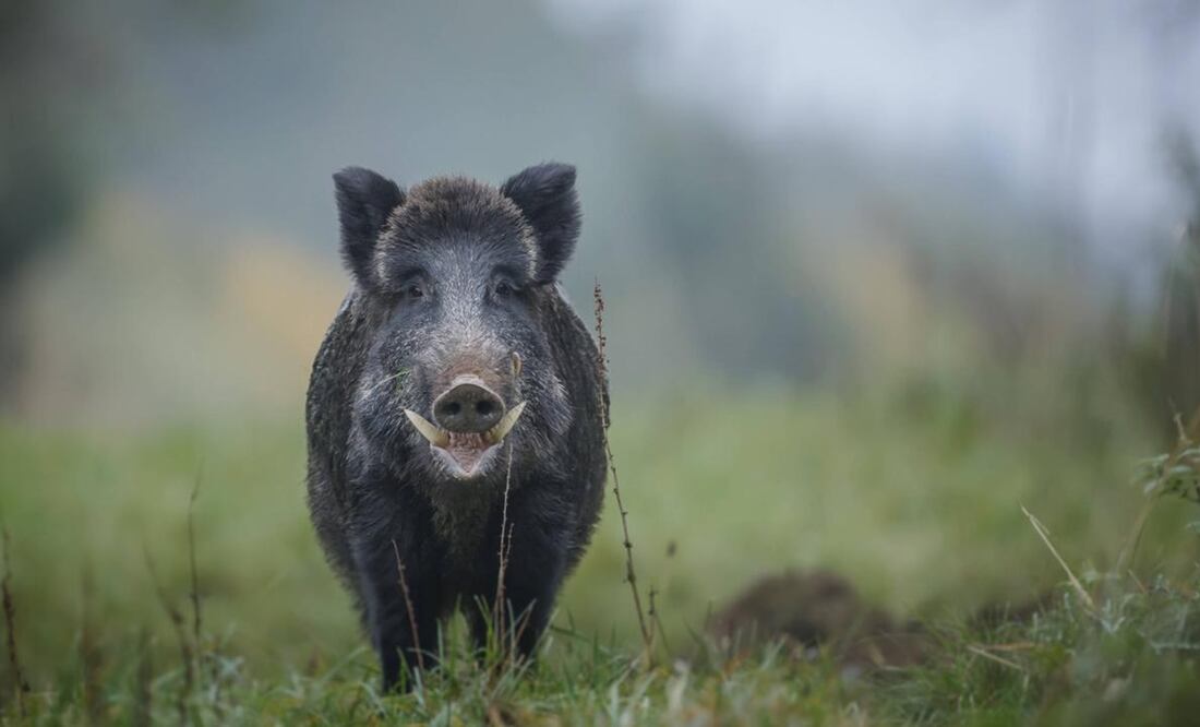 Jabalí mató al cazador que le había disparado. FOTO: iStock