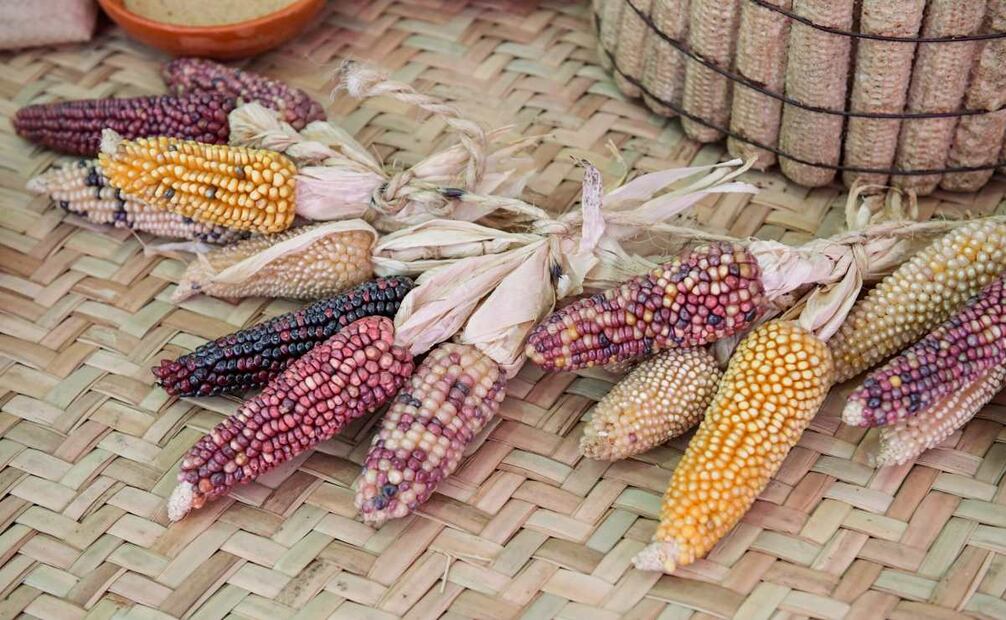 Edomex premia e a ganadores del primer concurso de Maíz Nativo y Amaranto (23/03/2025). Foto: Especial