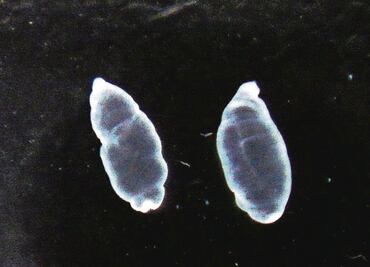 Larvas de solitaria: aliadas contra el cáncer de colon